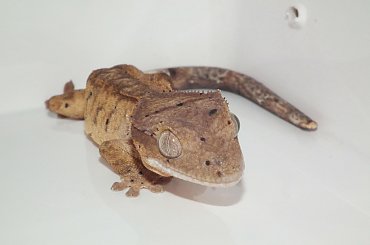 #CrestedGecko #GekonOrzęsiony #hatchling #RhacodactylusCiliatus #superdalmatian #tiger #yellow