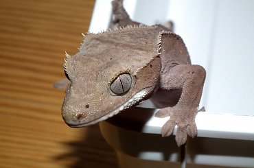 #CrestedGecko #dalmatian #GekonOrzęsiony #hatchling #red #RhacodactylusCiliatus