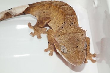 #CrestedGecko #GekonOrzęsiony #hatchling #RhacodactylusCiliatus #superdalmatian #tiger #yellow