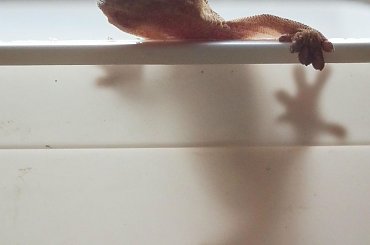 #CrestedGecko #GekonOrzęsiony #hatchling #RhacodactylusCiliatus #superdalmatian #tiger #yellow