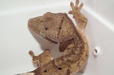 #CrestedGecko #GekonOrzęsiony #hatchling #RhacodactylusCiliatus #superdalmatian #tiger #yellow