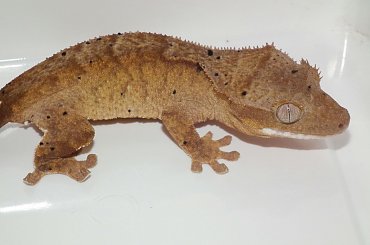 #CrestedGecko #GekonOrzęsiony #hatchling #RhacodactylusCiliatus #superdalmatian #tiger #yellow