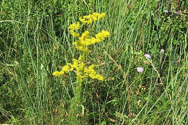 Dużo tego rosło.. #Węgry