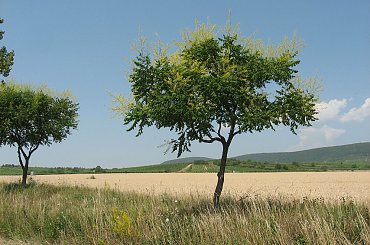 Droga 37 w okolicach Gór Zemplińskich #Węgry