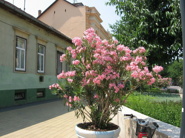 Oleandry na ulicy #Debreczyn #oleander