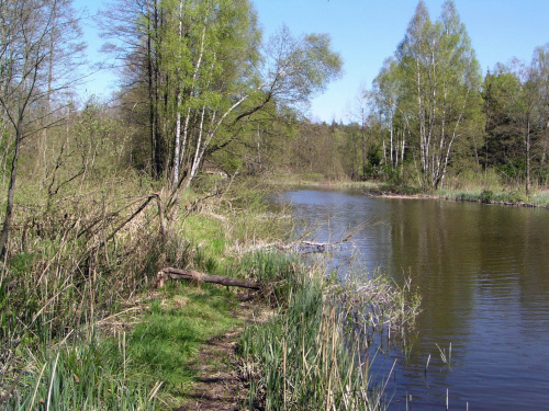 #Drwęca #Samborowo #krajobraz #rzeka