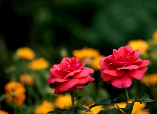 z kwiatuszkowej krainy ... :)) #kwiaty #lato #ogród #róże