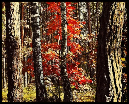 jesienny las #przyroda
