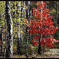 jesienny las #przyroda