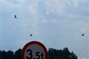 boćki ... tym razem spotkane gdzieś po drodze między jedną, a drugą podróżą ... :) #bociany #lato #łąki #pola #przyroda #ptaki