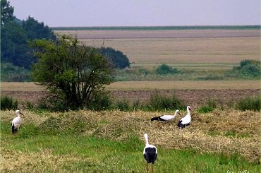 boćki ... tym razem spotkane gdzieś po drodze między jedną, a drugą podróżą ... :) #bociany #lato #łąki #pola #przyroda #ptaki