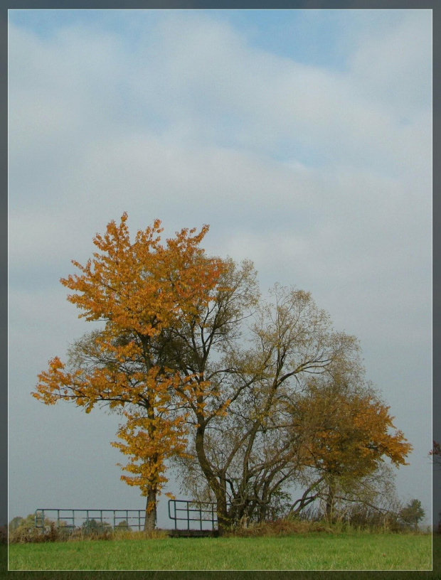 Jesień w okolicach Grodziska ( z wycieczki rowerowej ).
