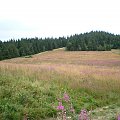 Polana Wierch Lubania #góry #beskidy #gorce #lubań #PrzełęczSnozka
