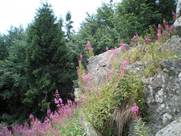 Ambona skalna Samorody na Lubaniu #góry #beskidy #gorce #lubań #PrzełęczSnozka