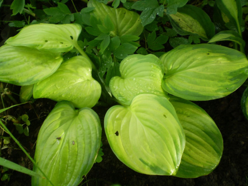 Stained Glass