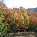 Jesień w Gorcach (polana Przehyba) #góry #beskidy #gorce #JaworzynaKamienicka #bieniowe #średniak
