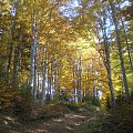 Jesień na szlaku w Gorcach #góry #beskidy #gorce #JaworzynaKamienicka #bieniowe #średniak