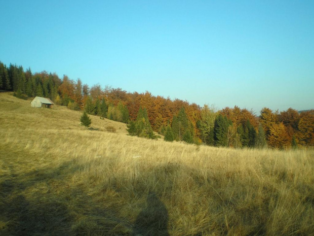 Jesień w Gorcach (polana Przehyba) #góry #beskidy #gorce #JaworzynaKamienicka #bieniowe #średniak