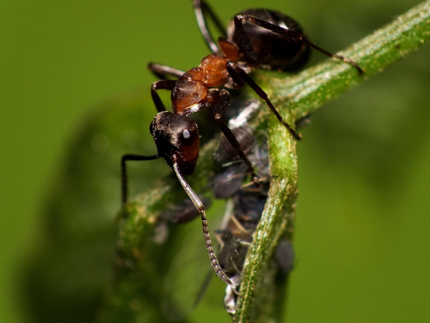 Mrówka łąkowa - Formica pratensis #makro #zwierzęta #MrówkaŁąkowa #FormicaPratensis