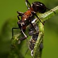 Mrówka łąkowa - Formica pratensis #makro #zwierzęta #MrówkaŁąkowa #FormicaPratensis