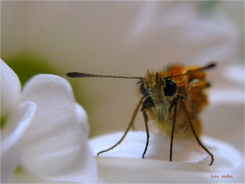 stworzonka małe ... :)) #owady #przyroda #motyle #ogród