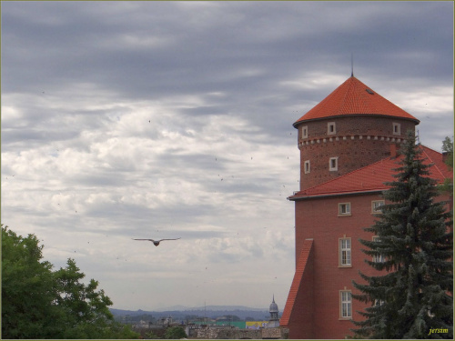 wawel