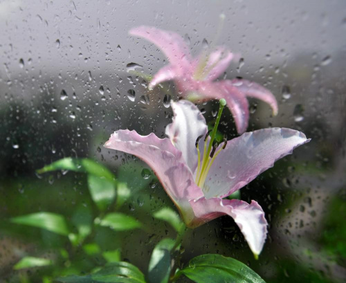 Lilie i deszcz... #deszcz