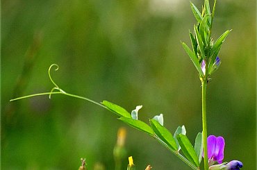 Małe radości i drobne gesty życzliwości, #chwasty #kwiaty #lato #łąki #pola #zboże