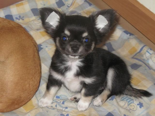 Orzeszek #ChihuahuaPsyHalloveen