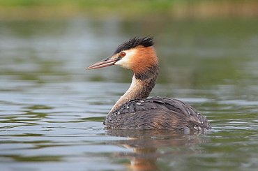 Perkoz Dwuczuby dzisiaj podpłynął bliżej ... #PerkozDwuczuby