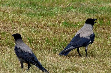 im też jest gorąco ... #lato #NaŁące #ptaki #upał #WronySiwe