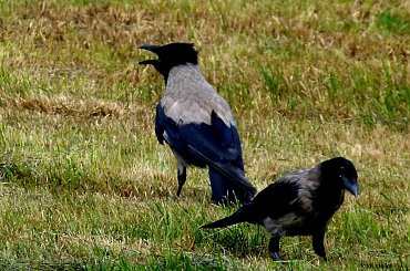 im też jest gorąco ... #lato #NaŁące #ptaki #upał #WronySiwe