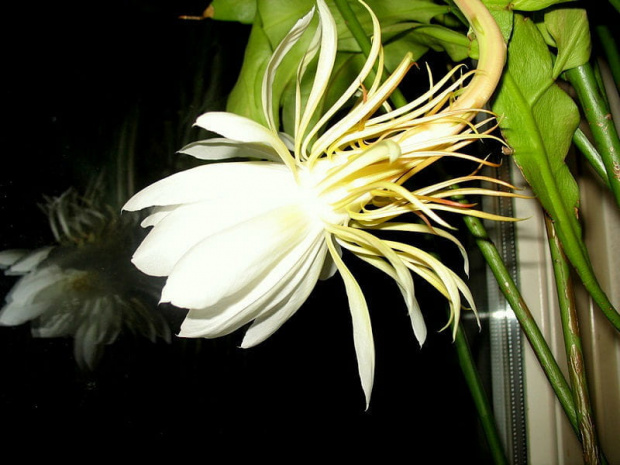 Królowa jednej nocy #Amika6 #Kwiaty