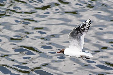 dopiero po zrzuceniu zdjęć na komputer zobaczyłam, że mewa nie ma nóżki ... #mewy #NadWodą #ptaki