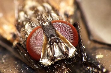 Mucha #makro #zwierzęta #mucha