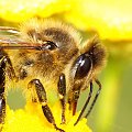 Pszczoła miodna, Apis mellifica #makro #zwierzęta #PszczołaMiodna #ApisMellifica