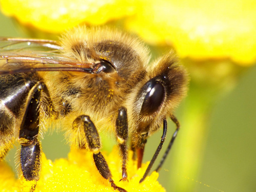 Pszczoła miodna, Apis mellifica #makro #zwierzęta #PszczołaMiodna #ApisMellifica