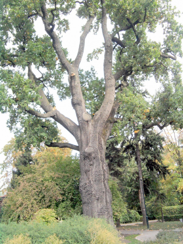 Wycieczka do Krakowa z Liceum dla dorosłych 2011 10 06 Ogród Botaniczny Park Doświadczeń (1) #Kraków