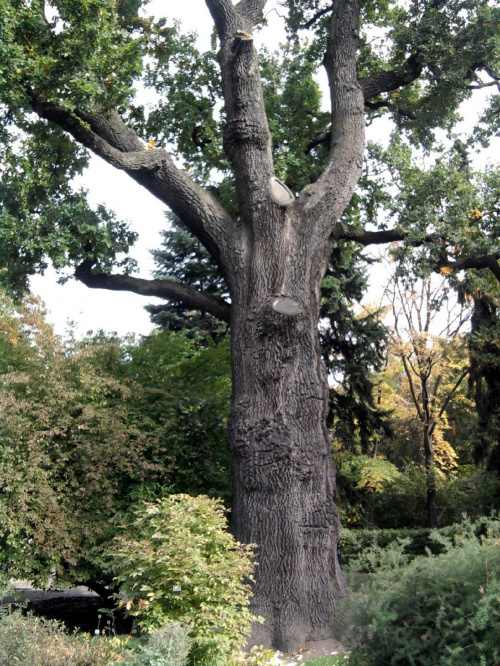 Wycieczka do Krakowa z Liceum dla dorosłych 2011 10 06 Ogród Botaniczny Park Doświadczeń (1) #Kraków