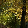 Jesiennie - okolice olsztyńskiego zamku #Olsztyn #park