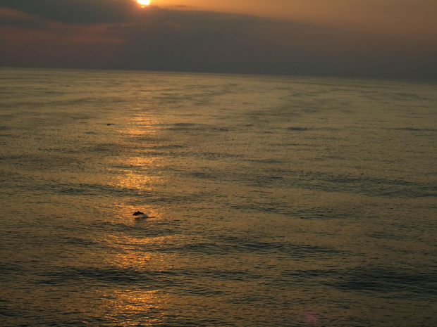 Nie widać wyraźnie... ale tam skaczą delfiny, które budzą się o wschodzie słońca :)