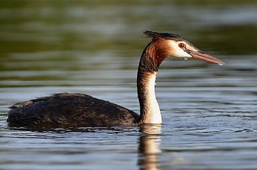 Perkoz Dwuczuby dzisiaj znów łaskawie się przybliżył ... #PerkozDwuczuby