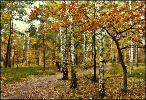 co nam nastepny zakręt przyniesie? #przyroda #natura #las #jesień