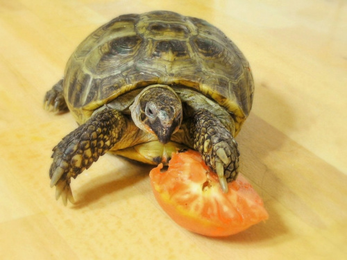 Ja i Człapuś kochamy pomidorki :)