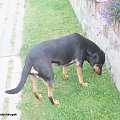 Kola