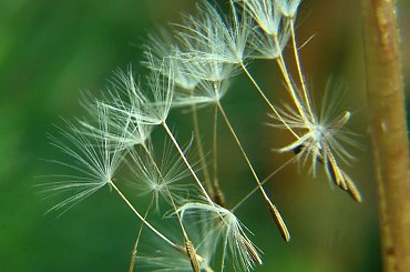 3...2...1....leeeeecimyyyyy :) #makro #lato #dmuchawce #nasionka #lot