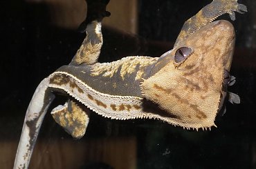 #RhacodactylusCiliatus #CrestedGecko #GekonOrzęsiony #Kronengecko #CorrelophusCiliatus #pinstripe #creme #back #solid