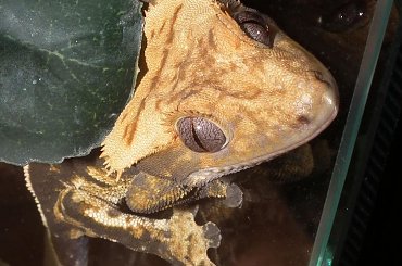 #RhacodactylusCiliatus #CrestedGecko #GekonOrzęsiony #Kronengecko #CorrelophusCiliatus #pinstripe #creme #back #solid