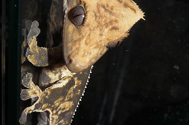 #RhacodactylusCiliatus #CrestedGecko #GekonOrzęsiony #Kronengecko #CorrelophusCiliatus #pinstripe #creme #back #solid