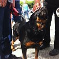 Ajsza z wizytą w Sopocie #rottka #rottweiler #adopcja